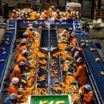 Rugani carrots sorting and packaging