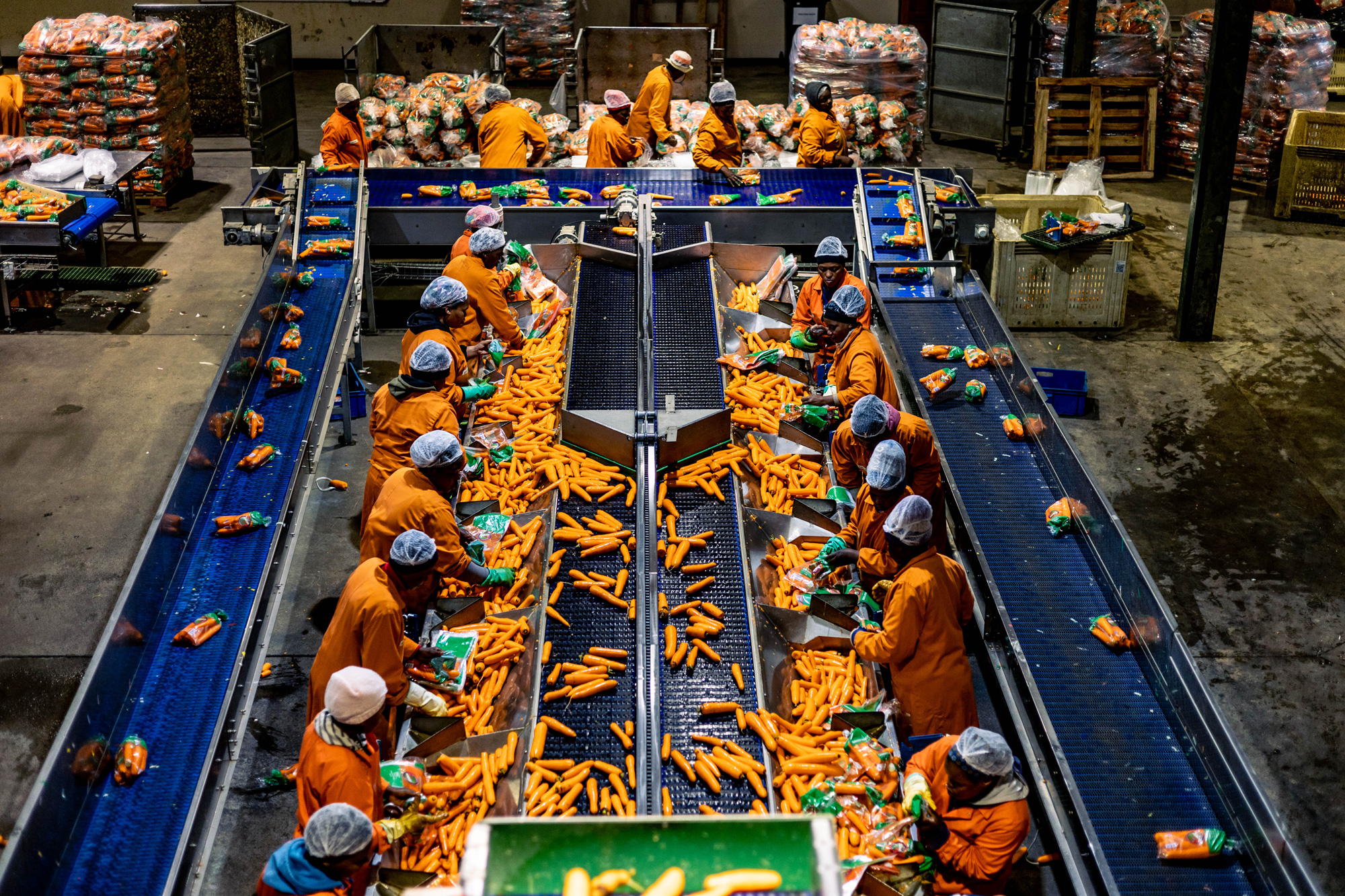 Rugani carrots sorting and packaging