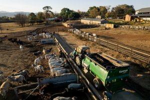 The Valtra tractor usedin the feedlot to feed the cattle.